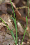 Lined sedge